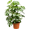 Schefflera Amate volle kantoorplant