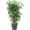 Schefflera arboricola 'Compacta' bush