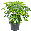 Schefflera arboricola compacta planten