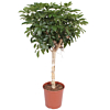 Schefflera kamerplant boom met stam 