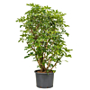 Schefflera arboricola 'Compacta'