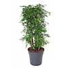 schefflera met kleine bladeren