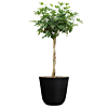 Schefflera arboricola 'Compacta'