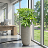 Schefflera plant in hoge pot kantoor