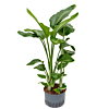 Strelitzia nicolai