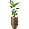 Grote strelitzia in goudkleurige pot