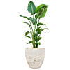strelitzia met bloempot