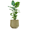 kantoorplant in pot