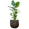 strelitzia in mooie pot