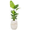 strelitzia weinig water in pot
