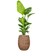 strelitzia weinig water in pot