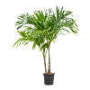 veitchia palm