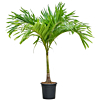 veitchia palm grote kantoorplant