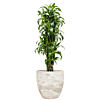 chique kantoorplant in pot