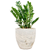 witte pot met zamioculcas