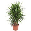 Yucca elephantipes grote plant met stam