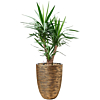 yucca in capi pot goud