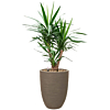 yucca in capi pot taupe