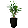yucca in capi pot zwart