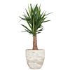 yucca met pot voor kantoor
