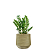 groene pot met zamioculcas
