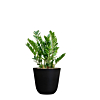 zwarte pot met zamioculcas