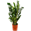 Zamioculcas zamiifolia plant p24