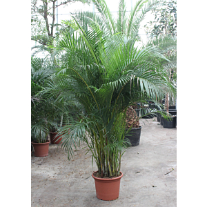 Areca