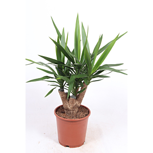 Yucca elephantipes