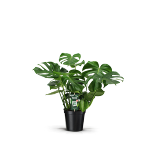 Monstera deliciosa