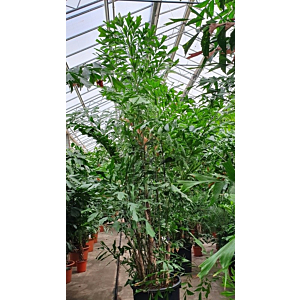 Caryota mitis