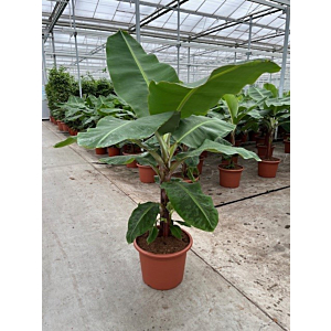 Musa 'Dwarf Cavendish'