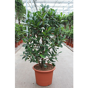 Ficus Cyathistipula