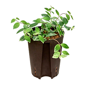 Aeschynanthus lobbianus