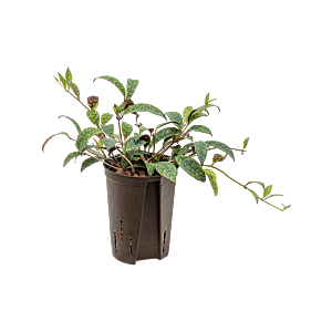Aeschynanthus marmoratus