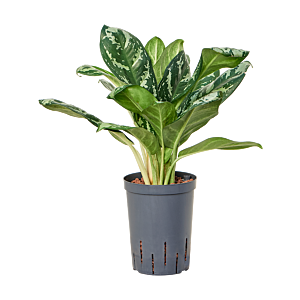 Aglaonema 'Amazon silver'