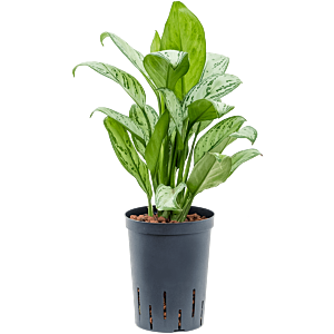 Aglaonema 'Christina'