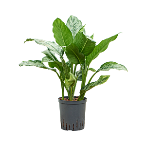 Aglaonema 'Chantal'