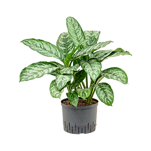 Aglaonema 'Chantal'