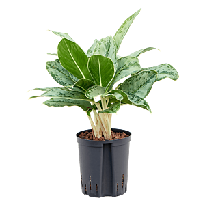Aglaonema 'Cintho Queen'