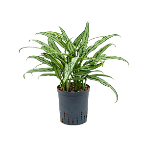 Aglaonema 'Cutlass'