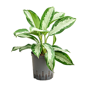 Aglaonema 'Diamond bay'
