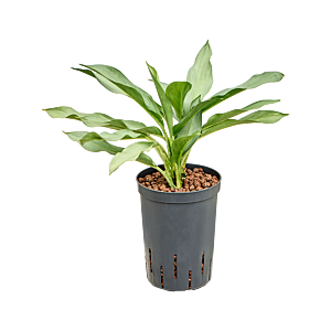Aglaonema 'Ghost'