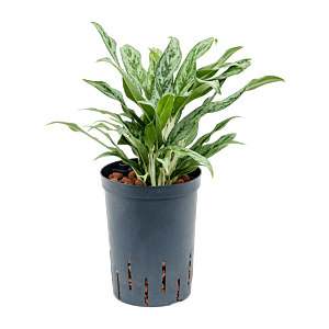 Aglaonema 'Greyhound'