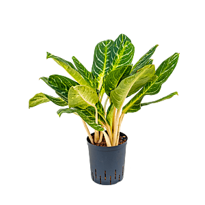 Aglaonema 'Key lime'