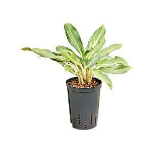 Aglaonema 'Lucky'