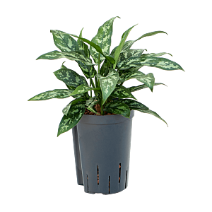 Aglaonema 'Maria'