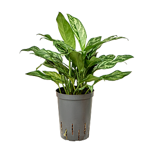 Aglaonema 'Maria'