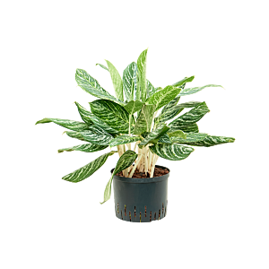 Aglaonema 'Madonna'