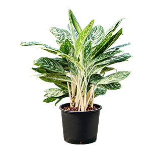 Aglaonema 'Madonna'